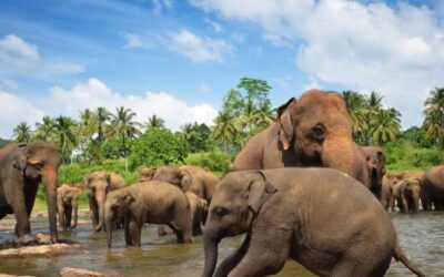 Pinnawala Elephant Orphanage