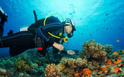 Diving in Sri Lanka – Exploring the Indian Ocean’s Hidden Treasures