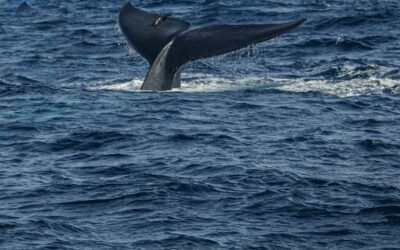 Whale Watching in Sri Lanka – A Spectacular Marine Safari