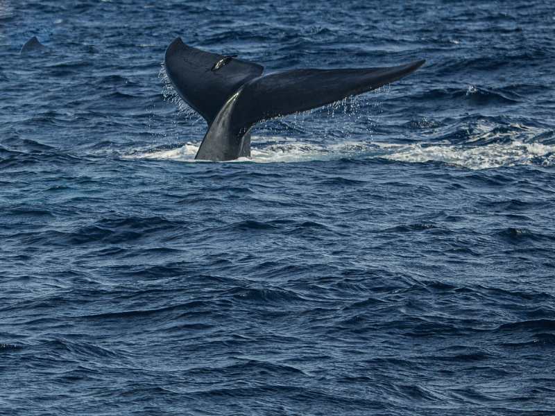 Whale Watching in Sri Lanka – A Spectacular Marine Safari