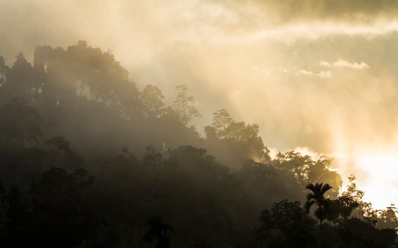 Sinharaja Forest